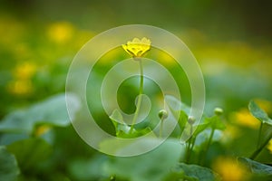 Yellow spring flowers in the meadow. Spring primroses. photo